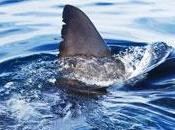 Nager site d’attaques requin