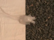 DARPA robot flexible silicone faible coût production