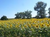 Tournesols dans Tarn(81, Midi-Pyrénées, photos perso août 2012)