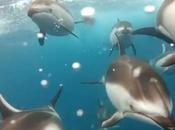 Nager avec dauphins GoPro Hero2