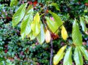 Asimina, l'envie vivre