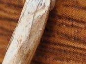 famille lépidoptères compte espèces Europe