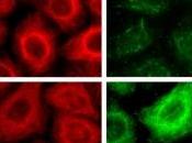 CANCER Liminib, molécule paralyse cellules cancéreuses Inserm Cancer Research