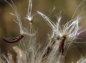 Picris hieracioides, fausse-épervière