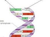 L'ADN sera-t-il support stockage ultime l'humanité