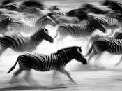 D’ivoire d’ébène Laurent Baheux