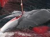 Corée sommée d'abandonner projets chasse baleine