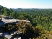 bosses, Forêt Trois Pignons, Fontainebleau