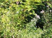 Zanthoxylum simulans