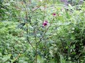 Zanthoxylum piperitum