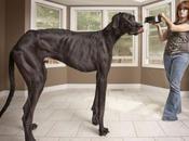Zeus, plus grand chien monde (112