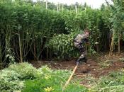 Isère: véritable forêt cannabis découverte chez retraité