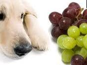 L’intoxication raisin chez chien traitement prévention partie