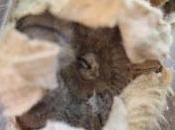 Graines rose trémière