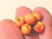 Tuto Faire abricots pâte polymère