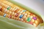 OGM, "Oui, sont poisons!"...