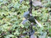 Malus niedzwetzkyana