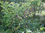 Euonymus europaeus 'Red Cascade'