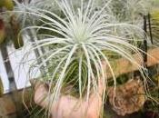 tillandsia tectorum gigeantea, taille!