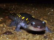 Spotted Salamander Salamandre maculée