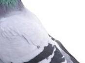Pigeons sont canaris l’économie