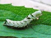 doit hôte favori renouée persicaire...