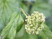 Viburnum opulus