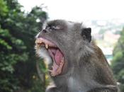 Batu Caves rencontre insolites avec singe