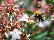 L'un bourdons plus tardifs l'automne