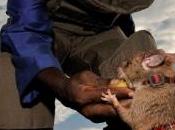 TUBERCULOSE: entraîne rats sauver vies Apopo