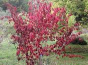 Euonymus atropurpureus
