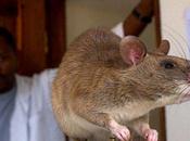 rats géants dressés pour détecter tuberculose