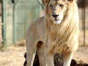 lion animal ferme comme autres