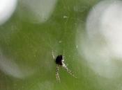 Meta d'automne, suite