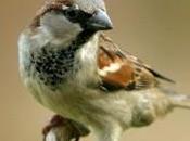 Entrepreneurs: Après pigeons moutons, voici moineaux