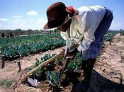 Alimentation vraie agriculture sans droits propriété