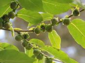 mystère Diospyros lotus enfin levé