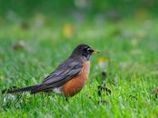 Merle d'Amérique...