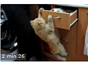 chats casse-gueule video