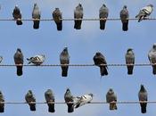 entrepreneurs pigeons grève