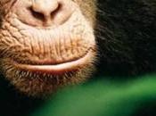 Chimpanzés Découvrez bande annonce l'affiche film