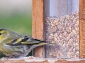 Aidez oiseaux passer l'hiver dans votre jardin...