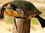 diplomatie française Dignité contre Outrecuidance Normal