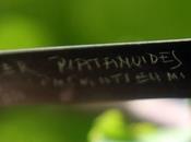 Acer platanoides 'Palmatifidum'