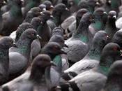 Monde journaliste, vole