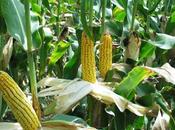 Alimentation sacrifier vies pour gagner votes