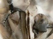 Conférence presse Hollande soporifique idéologue