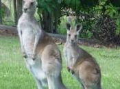 animaux australiens