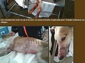 massacre lévriers galgos continue Espagne