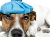 VACCINS: virus chien pour vacciner l’Homme PLoS